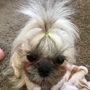 Meet your Posher, Lily